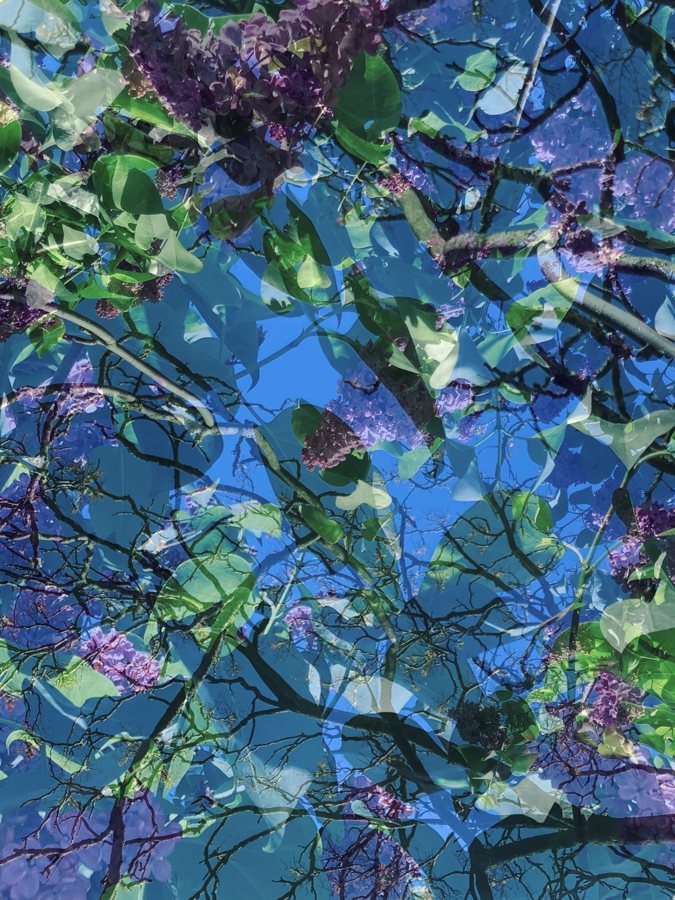 Overlapping branches and blue sky